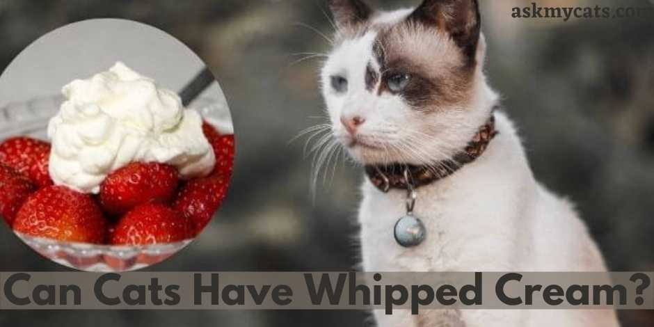Can Cats Have Whipped Cream?