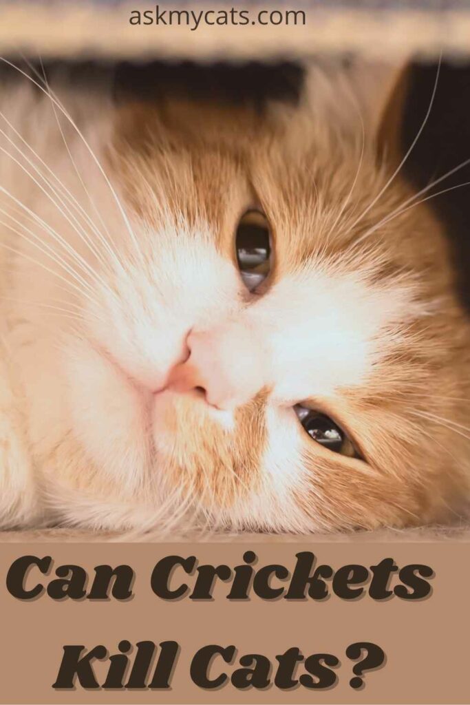 can crickets kill cats?