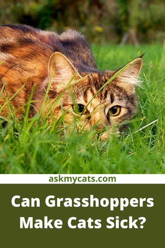 Can Grasshoppers Make Cats Sick?