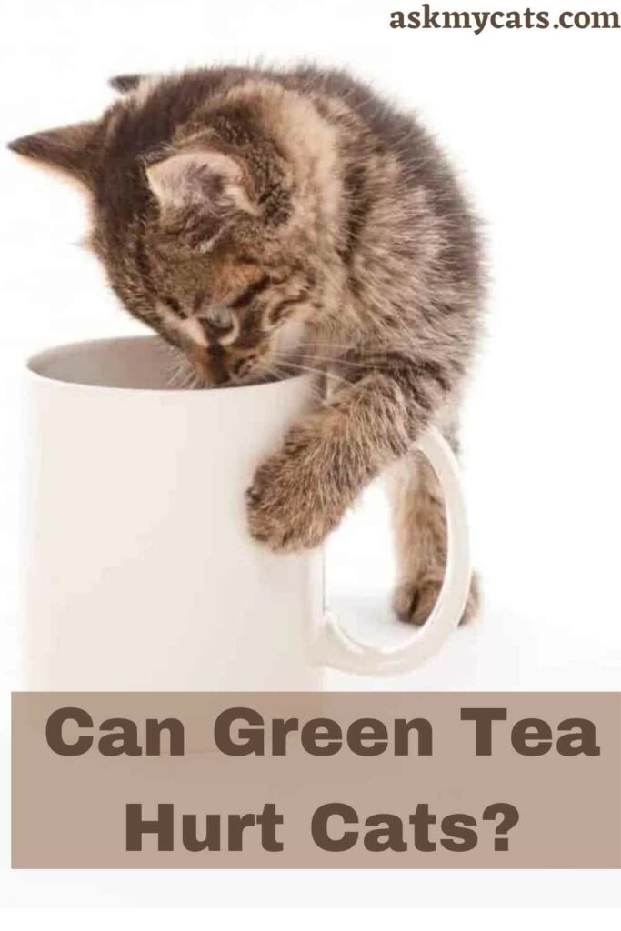 Can Green Tea Hurt Cats?