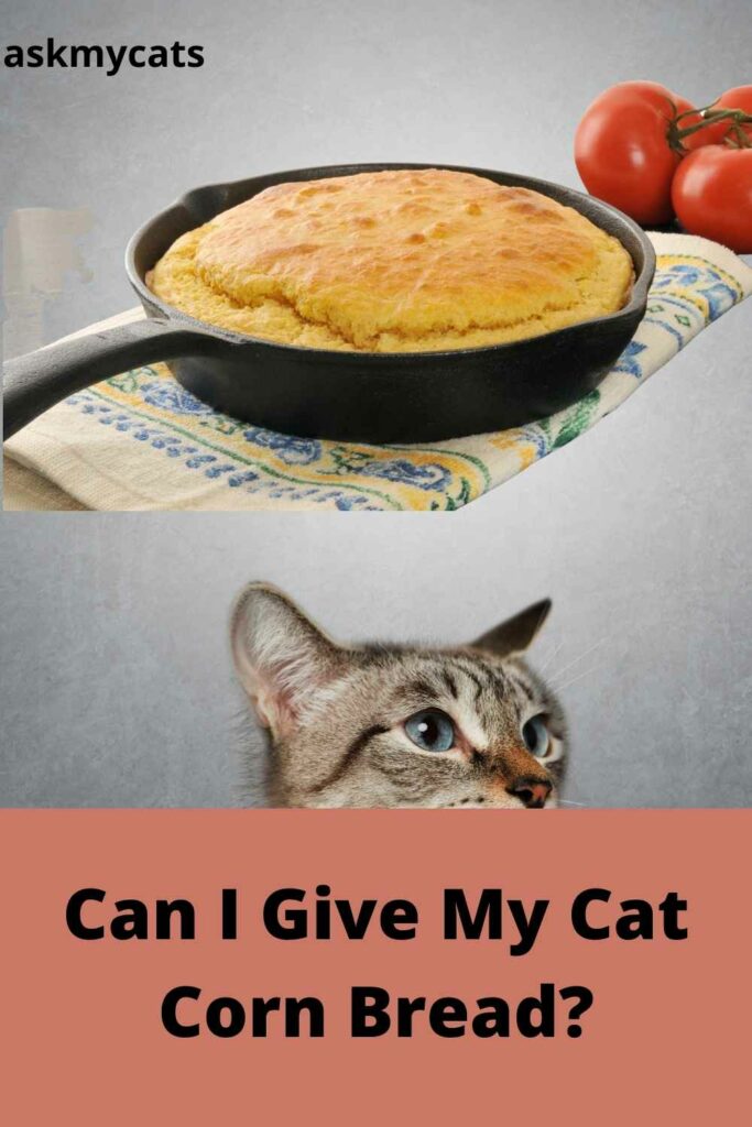 Can I Give My Cat Corn Bread?