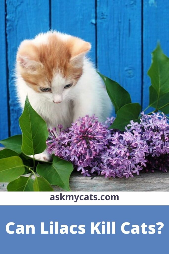 Can Lilacs Kill Cats?