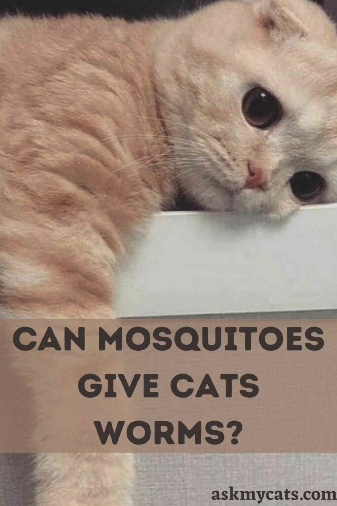 Can Mosquitoes Give Cats Worms?