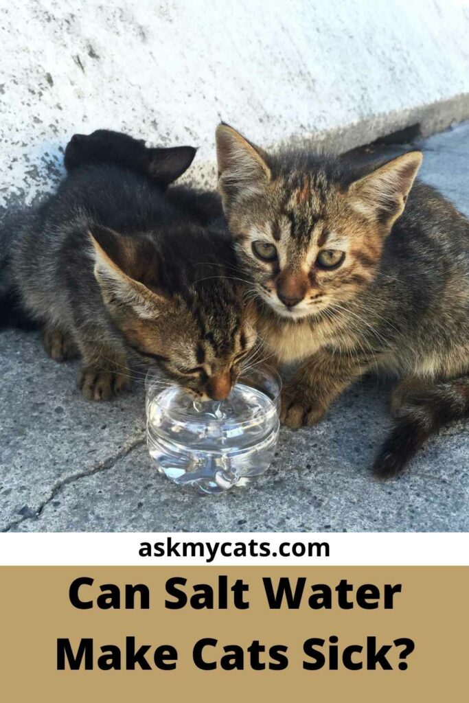 Can Salt Water Make Cats Sick?