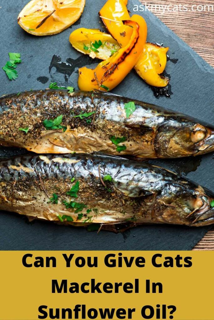 can you give cats mackerel in sunflower oil?