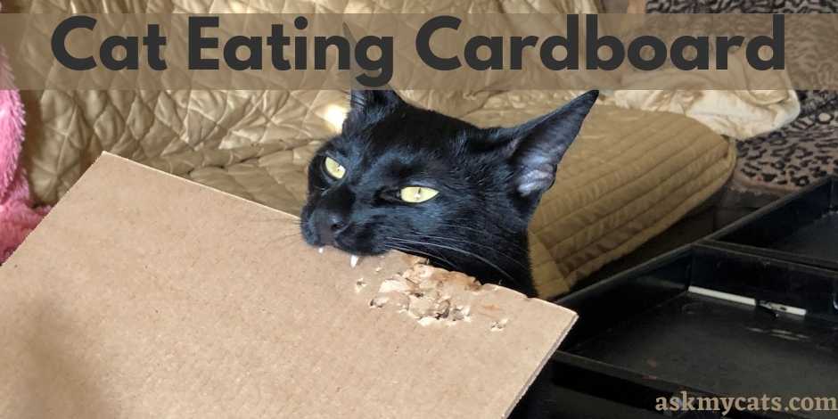 Cat Eating Cardboard