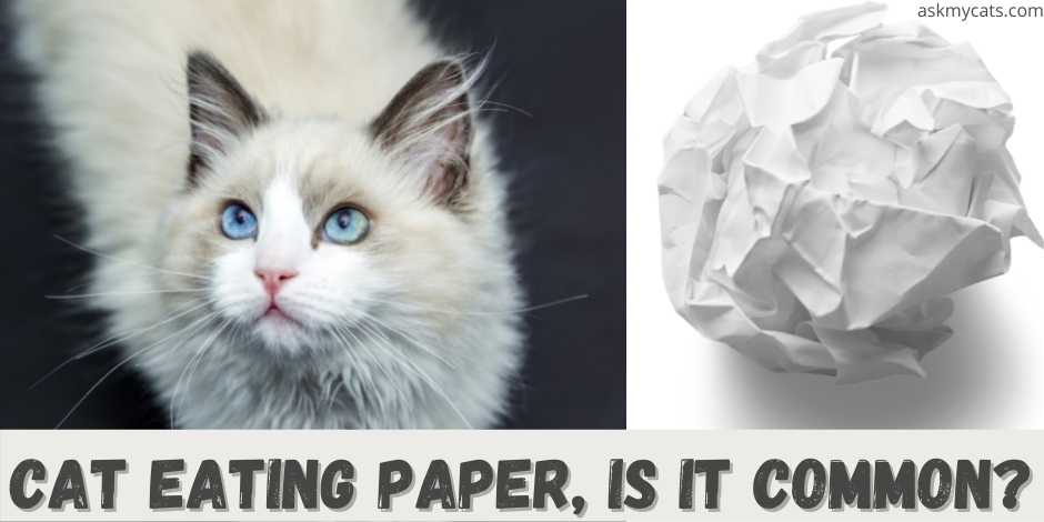 cat eating paper, is it common?