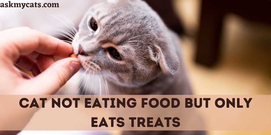 Cat Not Eating Food But Only Eats Treats