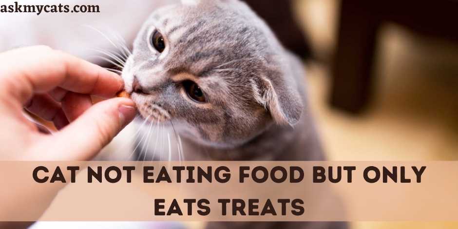 Cat eats treats 2025 but not food