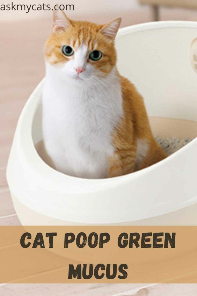 Cat Poop Green Mucus