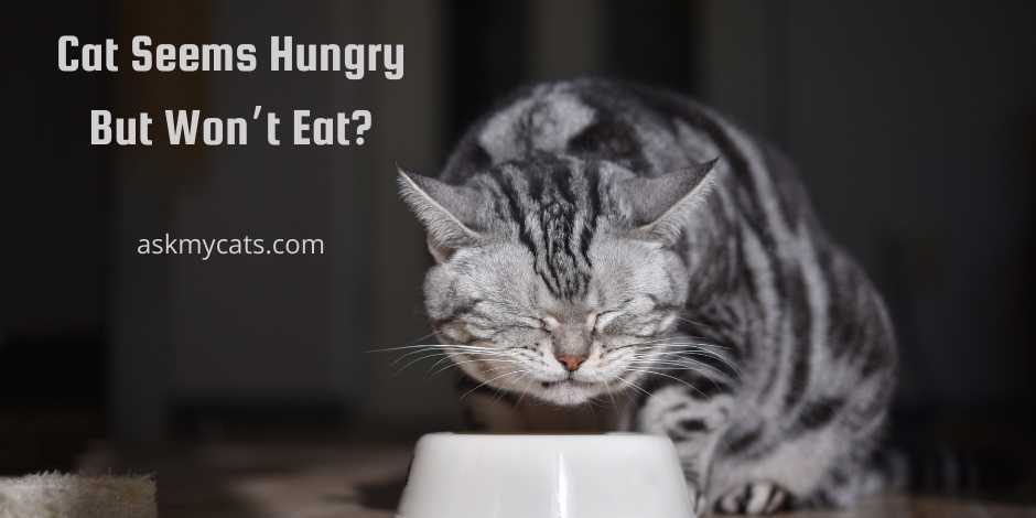 Cat Seems Hungry But Wont Eat