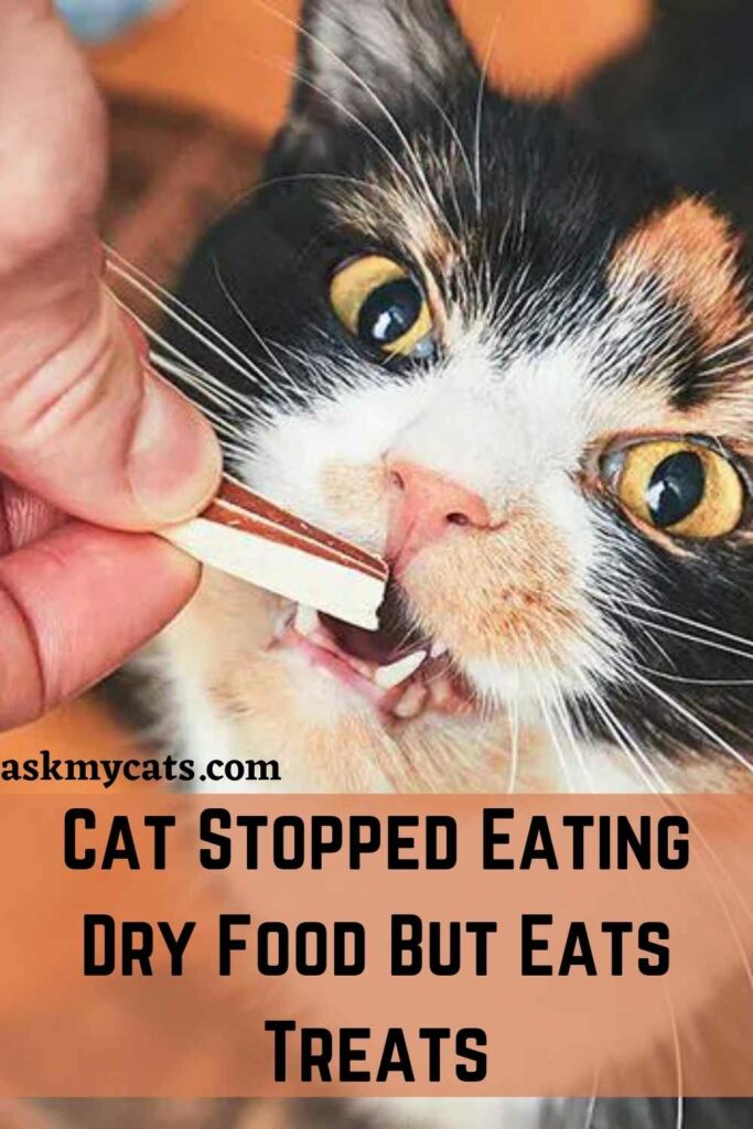 Cat Stopped Eating Dry Food But Eats Treats