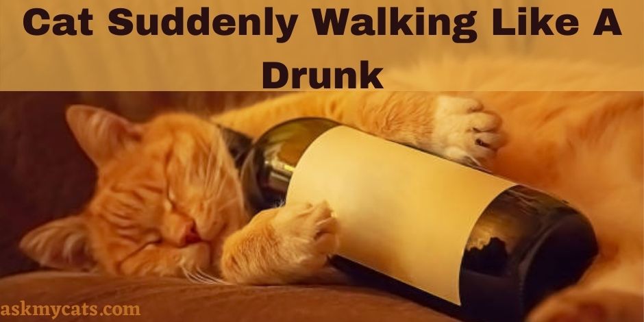 Cat Suddenly Walking Like A Drunk