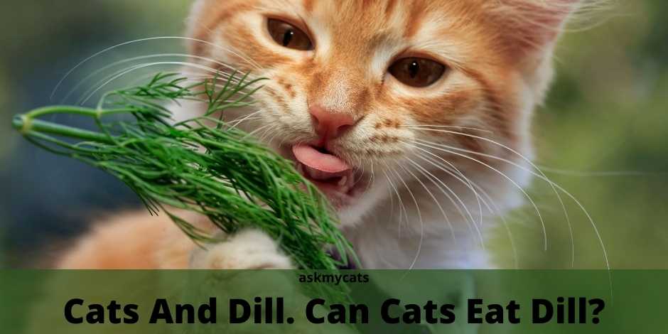 Cats And Dill. Can Cats Eat Dill?
