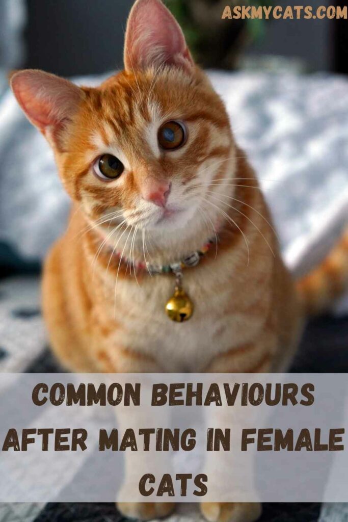 Common Behaviours After Mating In Female Cats