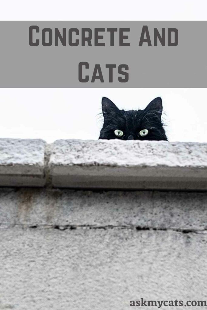 Concrete And Cats