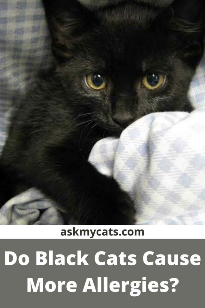 Do Black Cats Cause More Allergies?