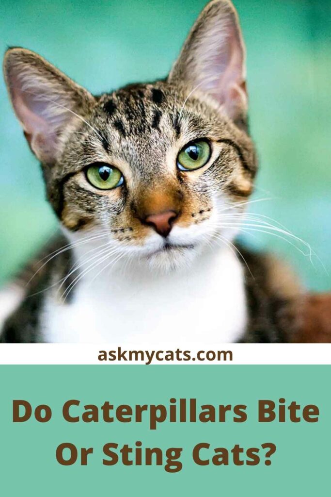 Do Caterpillars Bite Or Sting Cats?