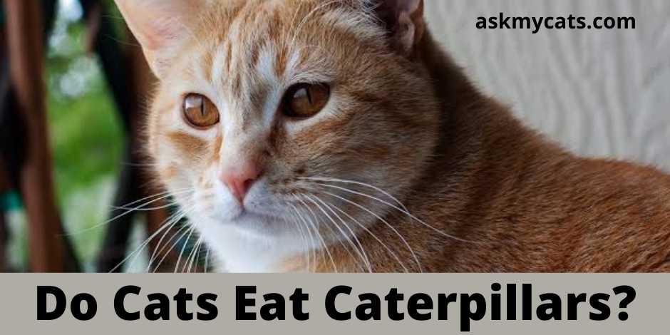 Do Cats Eat Caterpillars?