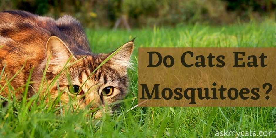 Do Cats Eat Mosquitoes?