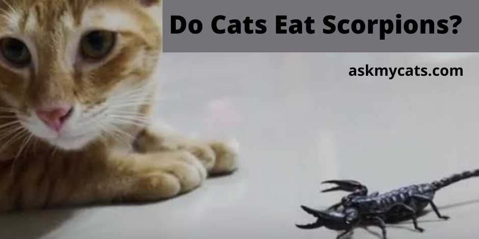 Do Cats Eat Scorpions?