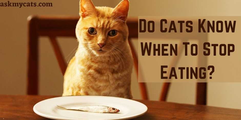 reasons cats stop eating