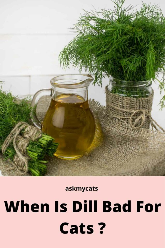 When Is Dill Bad For Cats ?