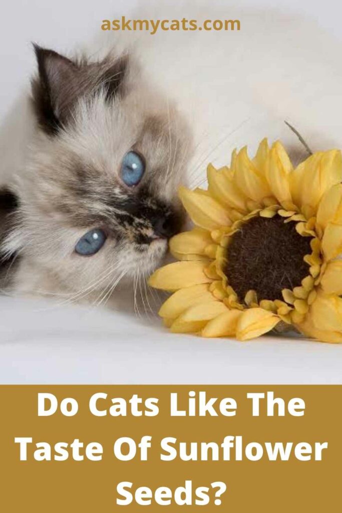 Do Cats Like The Taste Of Sunflower Seeds?