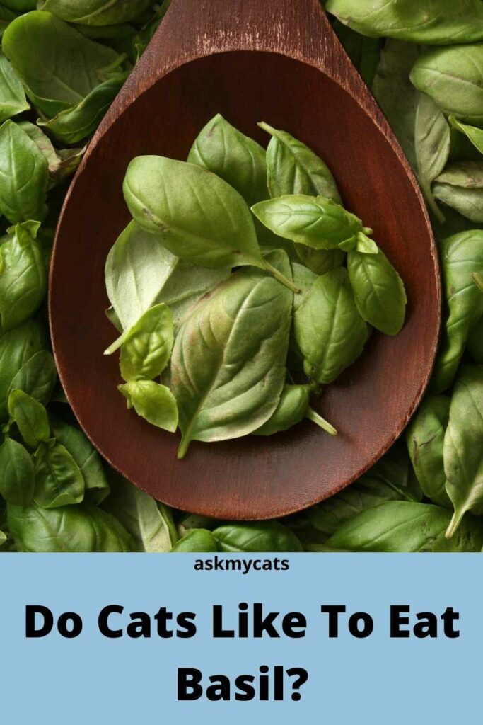 Do Cats Like To Eat Basil?