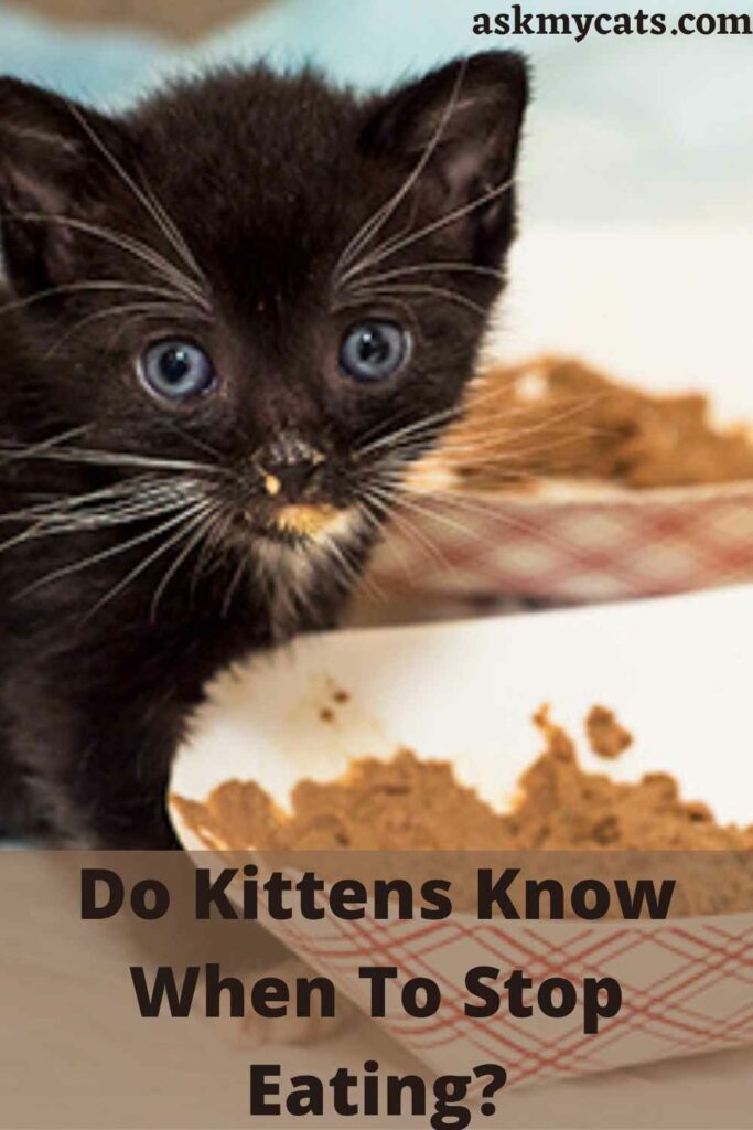 Do Kittens Know When To Stop Eating?