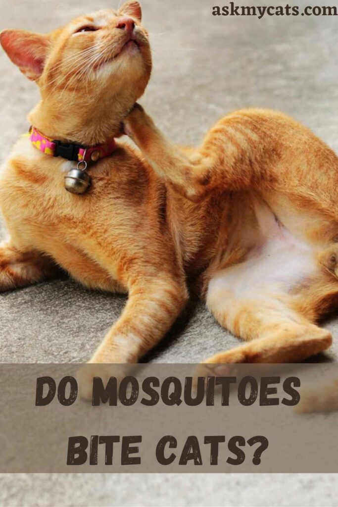 Do Cats Eat Mosquitoes?