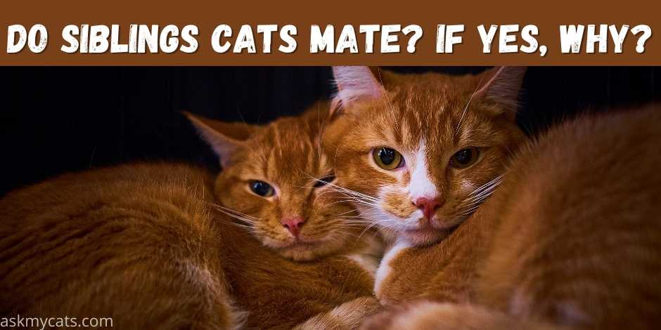 Can Cats from the Same Litter Mate? 