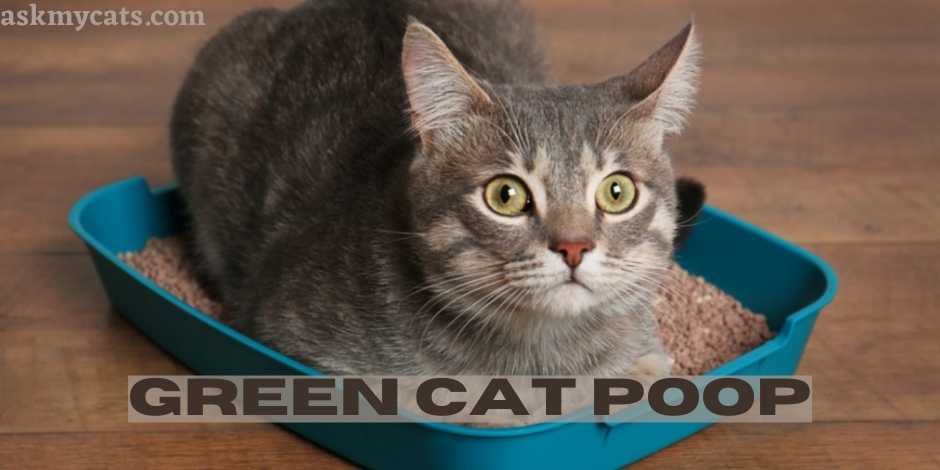 Green Cat Poop