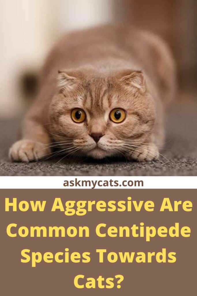 How Aggressive Are Common Centipede Species Towards Cats?