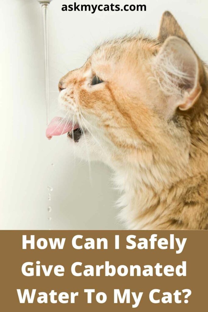 How Can I Safely Give Carbonated Water To My Cat?