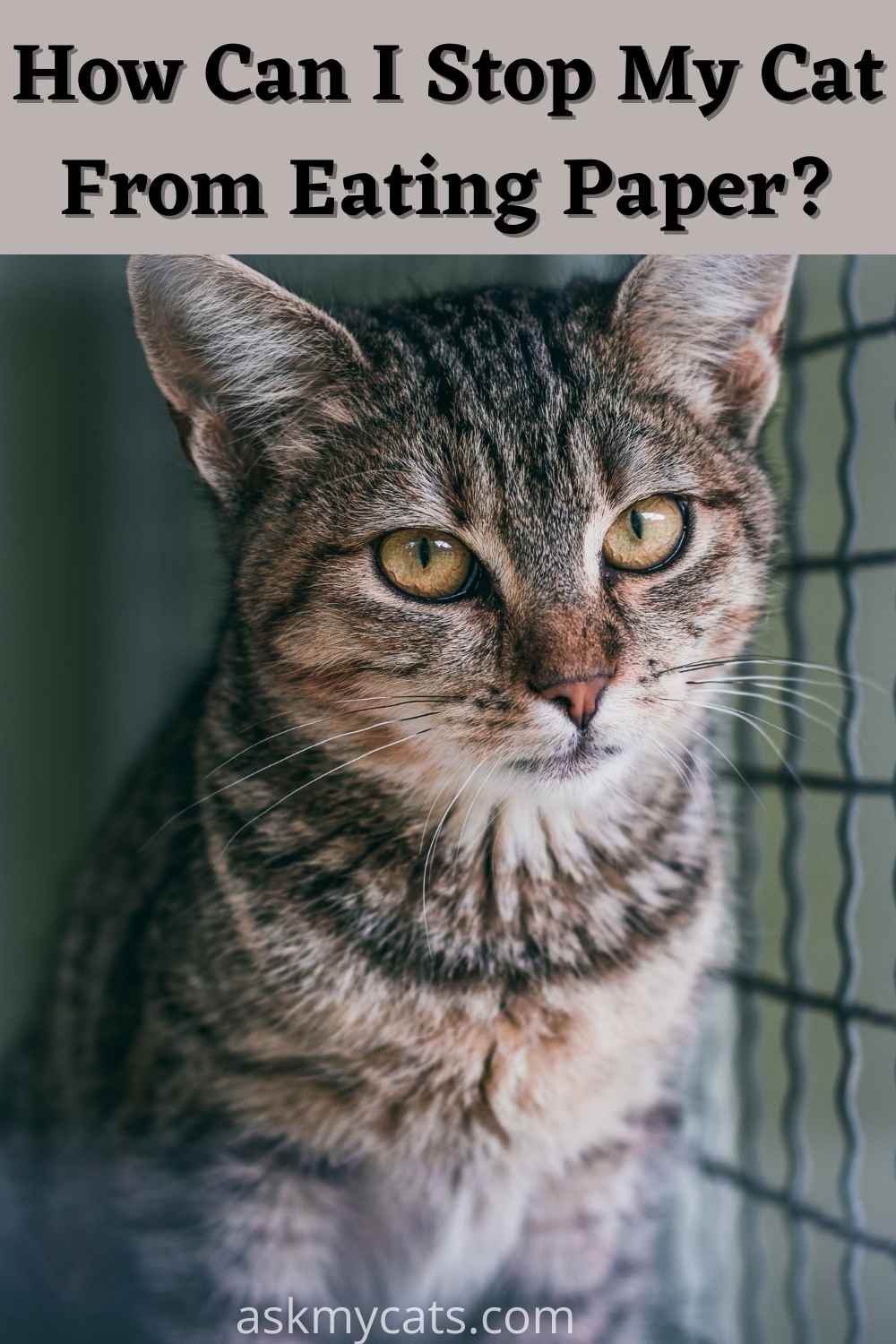Why Does My Cat Eats Paper? Is Paper Safe For Cats?