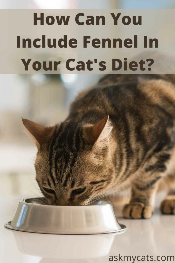 How Can You Include Fennel In Your Cat's Diet?