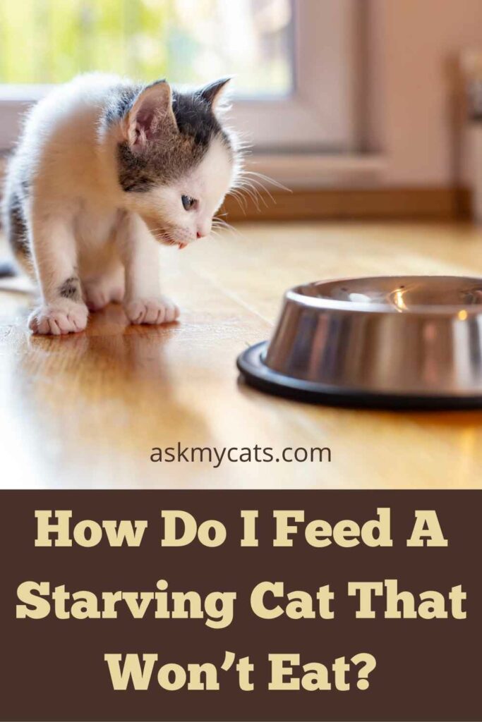 How Do I Feed A Starving Cat That Won’t Eat?