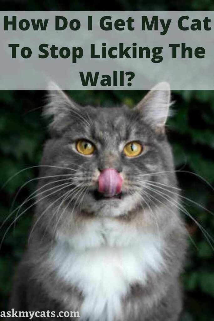 How Do I Get My Cat To Stop Licking The Wall?