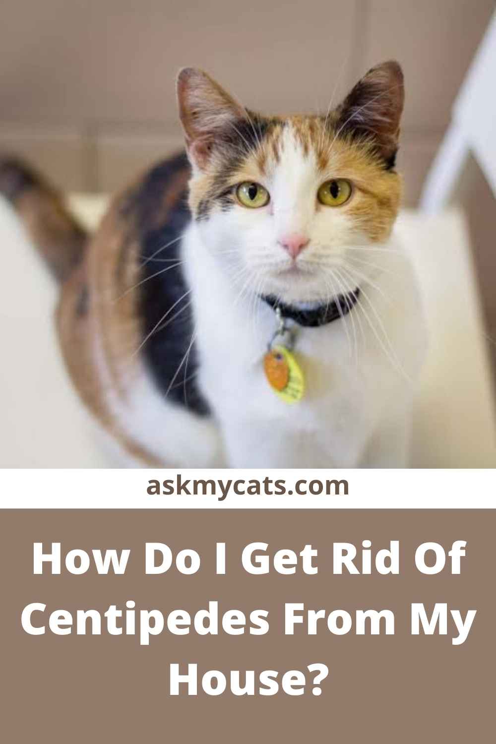 Can Cats Eat Centipedes? Are Centipedes Poisonous To Cats?