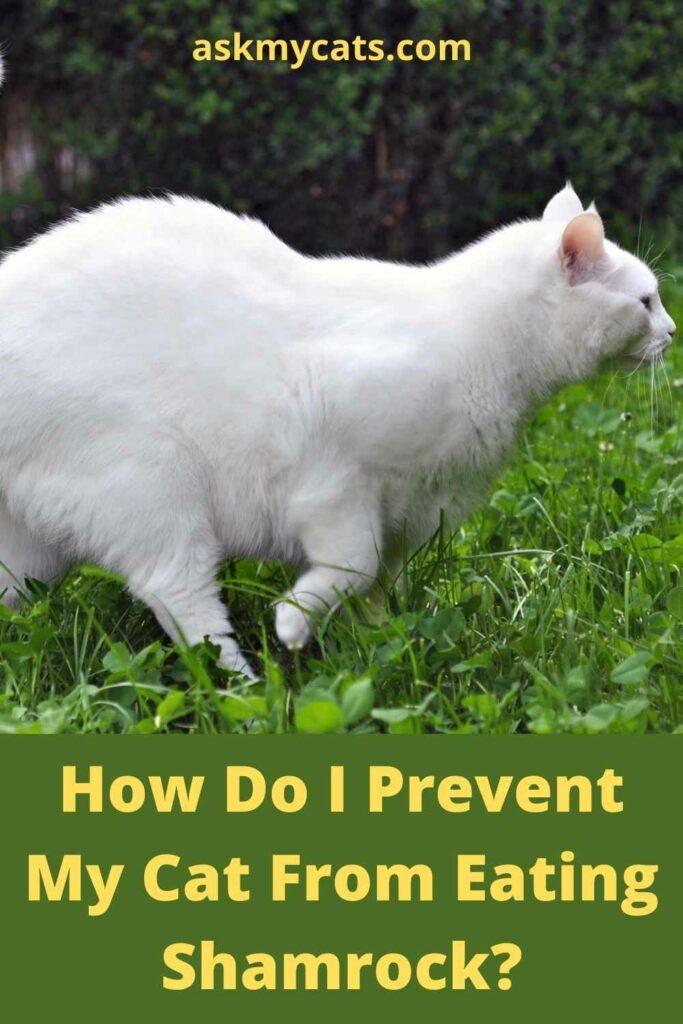 How Do I Prevent My Cat From Eating Shamrock?