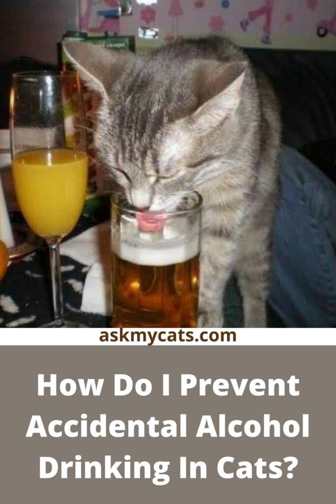 How Do I Prevent Accidental Alcohol Drinking In Cats?