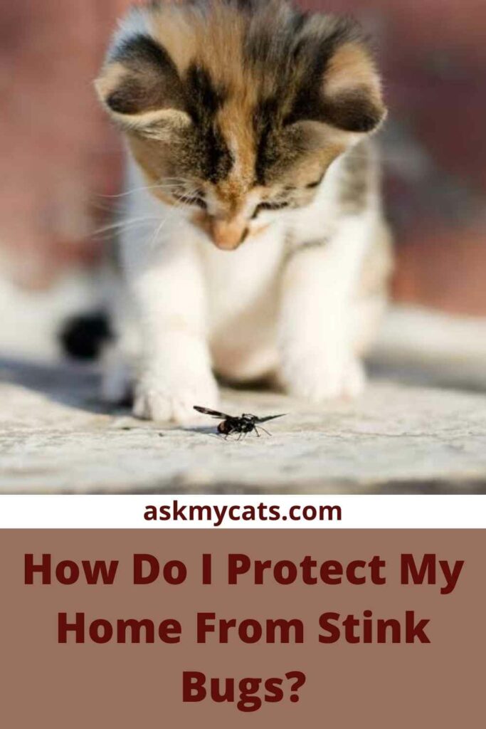 How Do I Protect My Home From Stink Bugs?