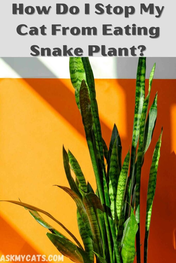 how do i stop my cat from eating snake plant?