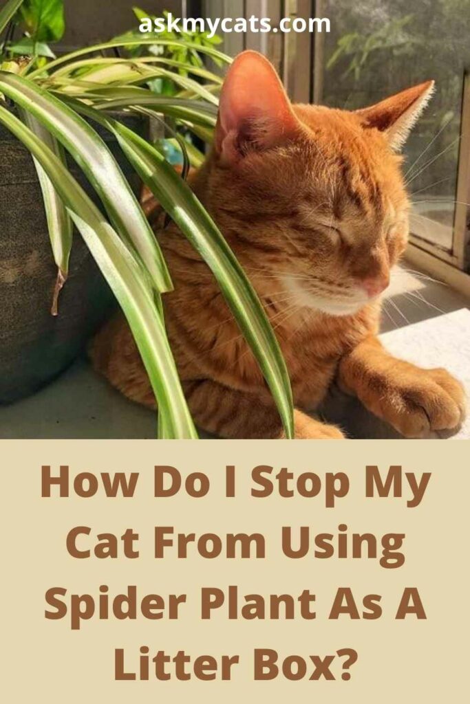 How Do I Stop My Cat From Using Spider Plant As A Litter Box?