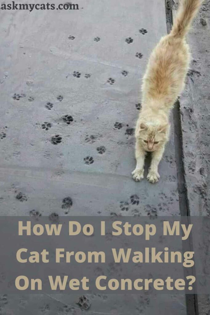 How Do I Stop My Cat From Walking On Wet Concrete?