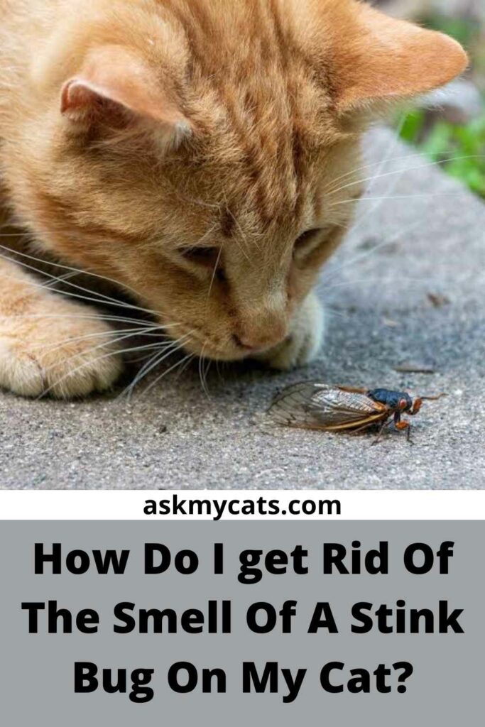 How Do I Get Rid Of The Smell Of A Stink Bug On My Cat?