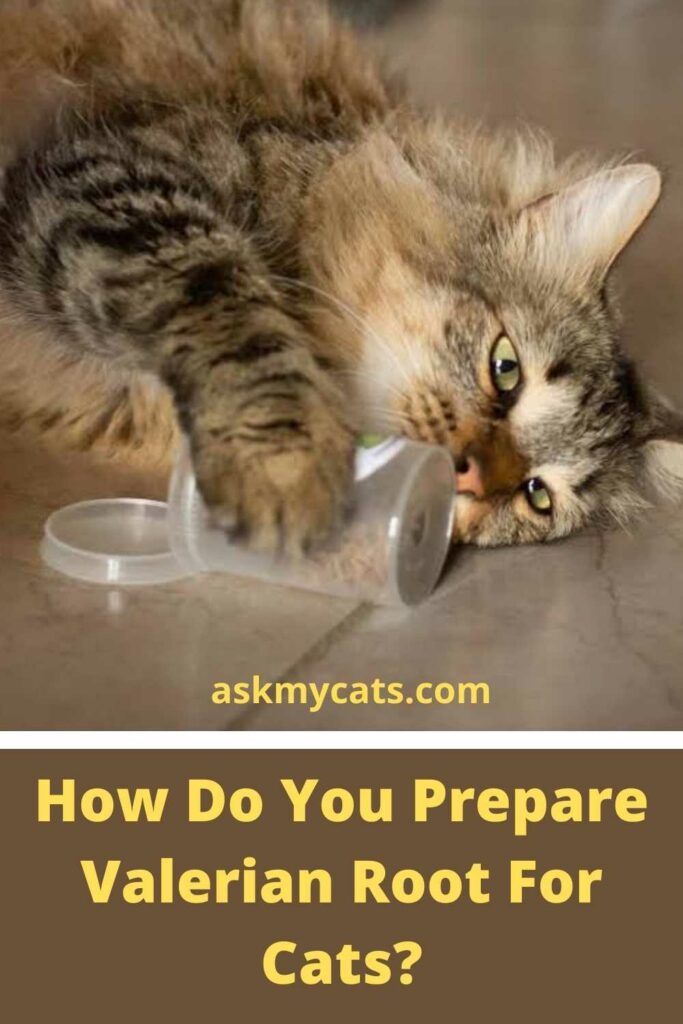 How Do You Prepare Valerian Root For Cats?