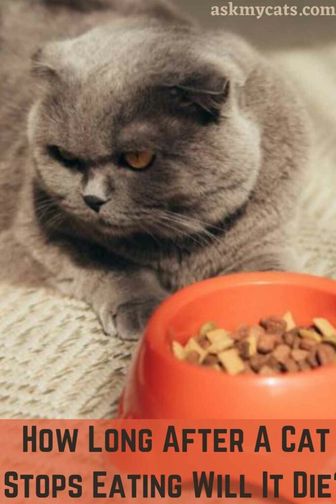 How Long After A Cat Stops Eating Will It Die?