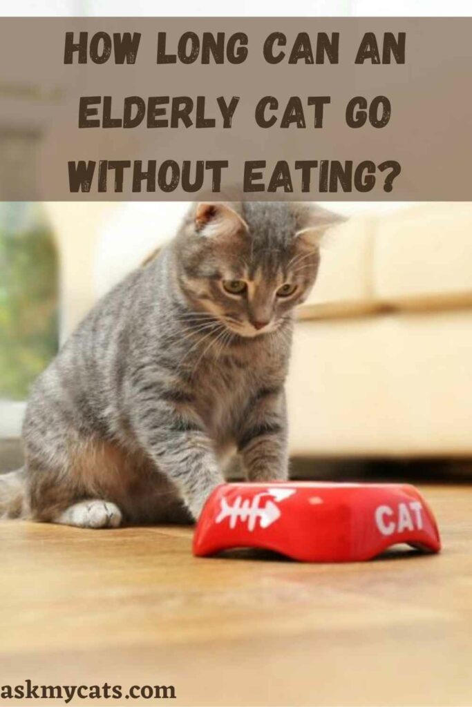 how long can a cat go without eating when sick